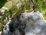 Rollschwanzleguane (Leiocephalus carinatus) in der Hotelanlage Brisas in Guardalavaca (Cuba) am 30.6.2018