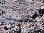 Galapagos Meerechsen ( Amblyrhynchus cristutus ) auf der Isla Santiago im Mrz 2014