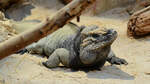 Mitte Januar 2012 konnte ich im Aquazoo Dsseldorf diesen Nashornleguan ablichten.