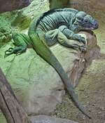 Nashornleguan, (Cyclura cornuta) geh�rt zur Gattung der Wirtelschwanzleguane.