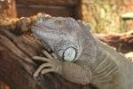 Mittelamerikanischer Grner Leguan (Iguana iguana rhinolopha) am 9.2.2010 im Zoo Karlsruhe.