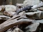 Gemeiner Schwarzleguan (Ctenosaura similis) am 12.3.2010 im Zooaquarium Berlin.