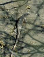 Im Jahr 1992 konnte ich im Death Valley / USA diese kleine Echse, einen Wstenleguan (Dipsosaurus dorsalis), als Dia fotografieren.