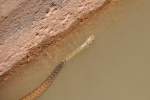 Wasserschlange in einer Levada, einem knstlich angelegten Wasserlauf (SILVES, Distrikt Faro/Portugal, 06.05.2014)