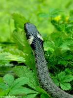 Ringelnatter (Natrix natrix) im Zoo Hluboka / Tschechien.