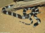 Kalifornische Knigsnatter (Lampropeltis getulus californiae) im Zoo und Botanischen Garten Pilsen (Plzen, Juni 2015).