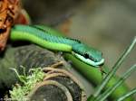 Langnasen-Strauchnatter (Philodryas baroni) im Zoo und Botanischen Garten Pilsen (Plzen, Juni 2015).