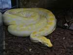 Albinisticher Tigerpython, gesehen im Haus des Meeres in Wien.