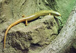 Gefleckter Walzenskink im Aquarium des Klner Zoo - 14.06.2022