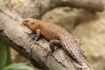 Dornschwanzskink oder Stokes-Stachelskink (Egernia stokesii) am 13.12.2009 im Tierpark Berlin.