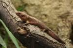 Dornschwanzskink (Egernia stokesii) am 9.1.2010 im Tierpark Berlin.