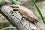 Dornschwanz-Stachelskink (Egernia stokesii) am 18.4.2010 im Tierpark Berlin.