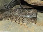 Texas-Klapperschlange oder Westliche Diamantklapperschlange (Crotalus atrox) im Zoo und Botanischen Garten Pilsen (Plzen, Juni 2015).