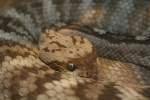 Eingerollte Schwarzschwanz-Klapperschlange (Crotalus molossus molossus) aus dem Gebiet der USA und dem angrenzendem Gebiet von Mexiko.