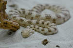 Eine Wsten-Hornviper war Anfang Mai 2012 im Terrazoo Rheinberg zu entdecken.