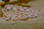 Im Bild eine Wstenhornviper.