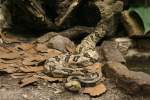 Schwarzschwanz-Waldklapperschlange (Crotalus horridus atricaudatus) am 9.1.2010 im Tierpark Berlin.