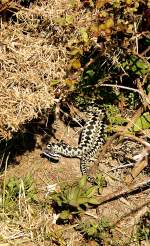 Auf unseren Kstenwanderungen gab es auch Begegnungen dieser Art:  Die Viper (Vipera berus berus)!  (23.04.2010) 