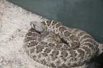 Diamant-Klapperschlange (Crotalus adamanteus) am 12.3.2010 im Zooaquarium Berlin.