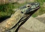 Komodowaran oder Komododrache (Varanus komodoensis) in Los Palmitos, Gran Canaria, Spanien.