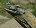 Komodowaran oder Komododrache (Varanus komodoensis) in Los Palmitos, Gran Canaria, Spanien.