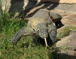 Komodowaran oder Komododrache (Varanus komodoensis) in Los Palmitos, Gran Canaria, Spanien.