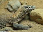 Komodowaran (Varanus komodoensis) im Zoo und Botanischen Garten Pilsen (Plzen, Juni 2015).