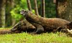 Komodowaran (Varanus komodoensis) im Zoo Jakarta (November 2013).