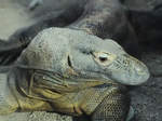 Ein Komodowaran, fotografiert im Zoo Barcelona (Dezember 2011)