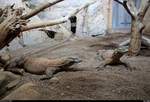 Zwei Komodowarane zeigen sich im Gondwanaland des Zoos Leipzig.