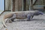 Komodowaran, (Varanus komodoensis), Haus des Meeres in Wien.