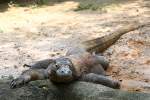 Komodowaran im Singapore Zoo am 11.Mai 2010.