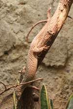 Stachelschwanzwaran (Varanus acanthurus) im Tierpark Berlin.