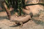 Stachelschwanzwaran (Varanus acanthurus) im Tierpark Berlin.