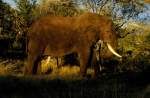 ein afrikanischer Elefant im Sabi Sabi Private Game Reserve in S�dafrika im Mai 1990