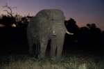 1990 im Sabi Sabi Private Game Reserve stieen wir bei der abendliche Fotosafari-Ausfahrt auf diesen Elefantenbullen