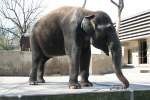 Ein Asiatischer Elefant sucht nach den letzten Zweigen.