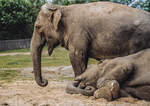 Indische Elefanten im Givskud Zoo in Dnemark.