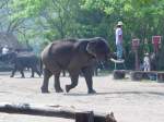 Ein asiatischer Elefant bei einer Elefantenschau in einem Camp in der Nhe von Chiang Mai im Norden Thailands (2006)