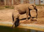 2 Elefanten im Zoo Halle/Saale im Juli 2011.