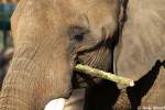 Kopf eines afrikanischen Elefanten.
