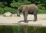 Der Elefant - Tierpark Berlin 