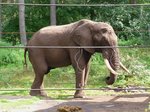 Der einsame Elefantenbulle im Serengetipark, 9.9.15 