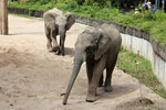 Elefanten im Wuppertaler Zoo 10.7.2016