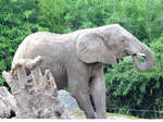 Ein Sdafrikanischer Steppenelefant im Zoo Duisburg.