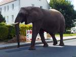 Ein Elefant auf Erkundungstour in Sassnitz am 23.08.2017