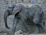 Ein Sdafrikanischer Steppenelefant im Zoo Wuppertal.