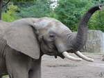 Ein Sdafrikanischer Steppenelefant im Zoo Duisburg.