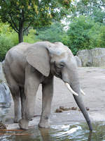 Ein Sdafrikanischer Steppenelefant im Zoo Duisburg.