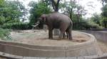 Ein Elefant im Zoo von Berlin.